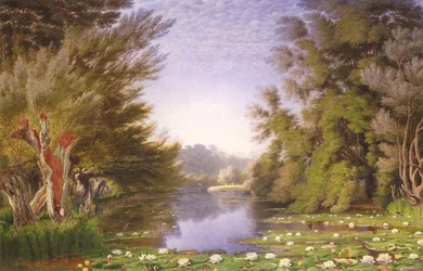 Vattenliljor i Cherwell